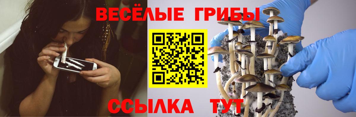 Галлюциногенные грибы Psilocybe Жигулёвск